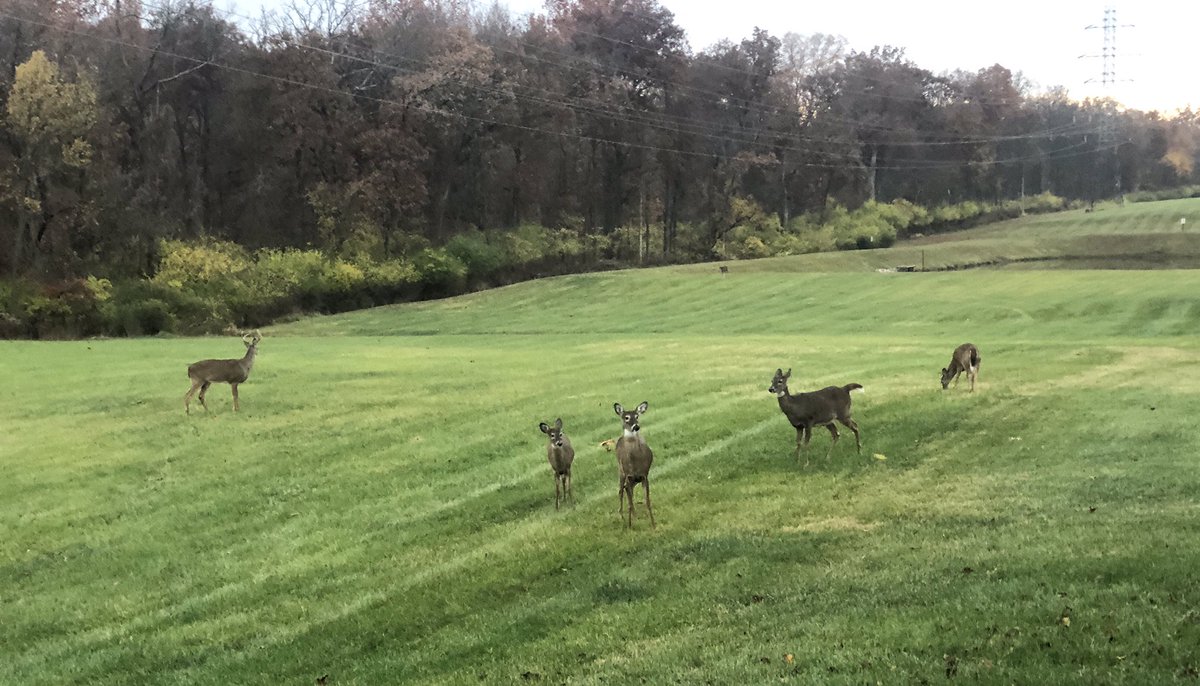 reneknottsports's tweet photo. Well look who was up early to greet the hounds and me on our morning walk. #ODeer https://t.co/sKtLZbCDHf