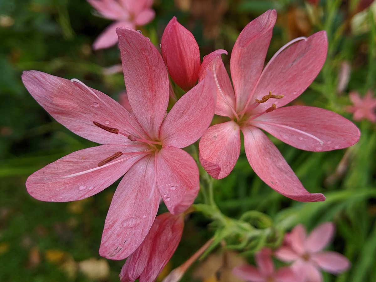 GdnLessOrdinary's tweet photo. Such lovely late colour https://t.co/13Yk3b2FNZ