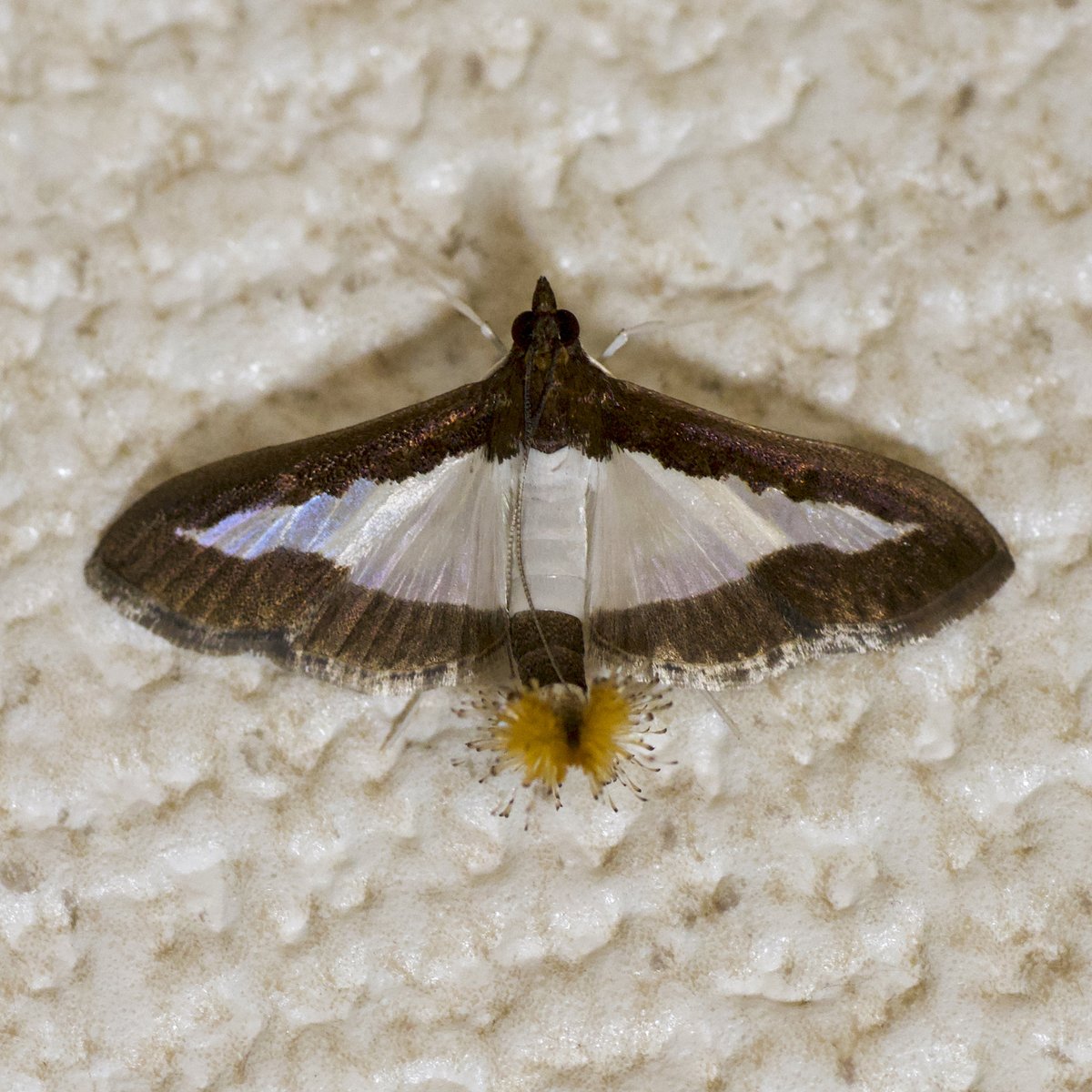 ワタヘリクロノメイガ