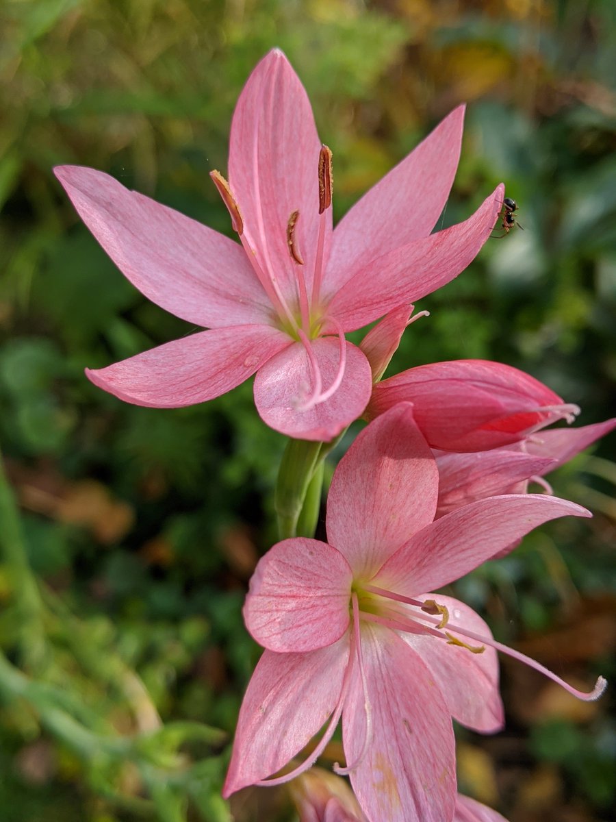 GdnLessOrdinary's tweet photo. Such lovely late colour https://t.co/13Yk3b2FNZ