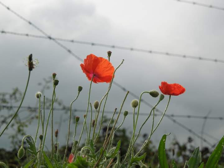 We will remember them
dailydiaryww1.wordpress.com