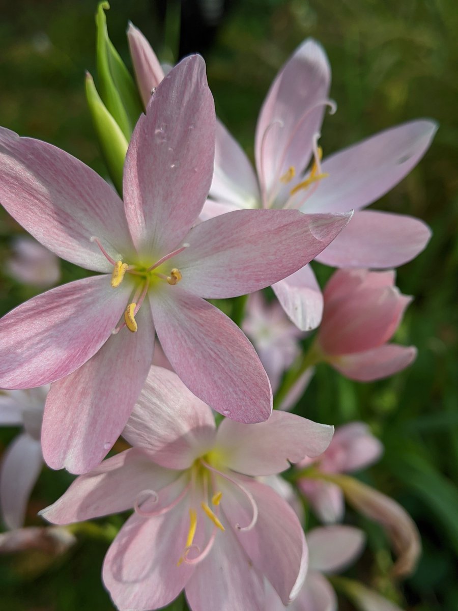 GdnLessOrdinary's tweet photo. Such lovely late colour https://t.co/13Yk3b2FNZ
