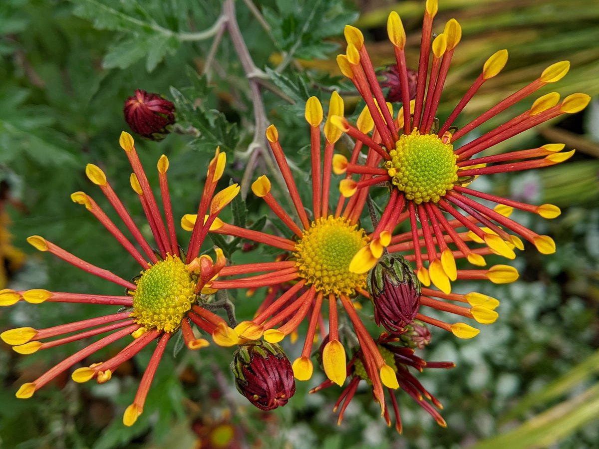 GdnLessOrdinary's tweet photo. Fab chrysanthemums covered in flowers at the moment https://t.co/tveddNLlEb