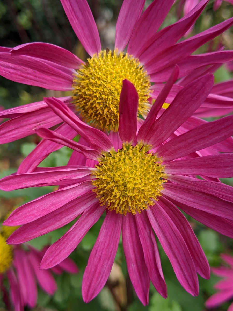 GdnLessOrdinary's tweet photo. Fab chrysanthemums covered in flowers at the moment https://t.co/tveddNLlEb