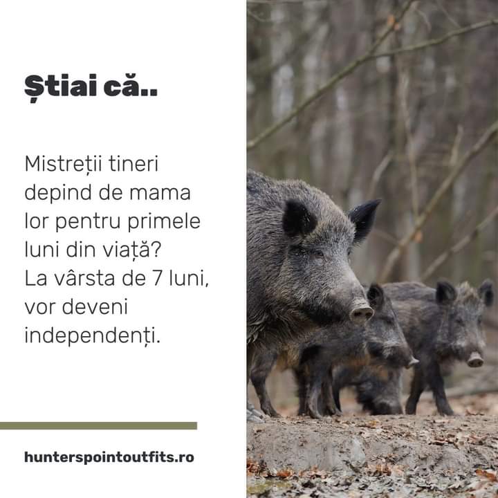 Orgh07's tweet photo. #mistreţ #RNP #România https://t.co/iv603Prx34