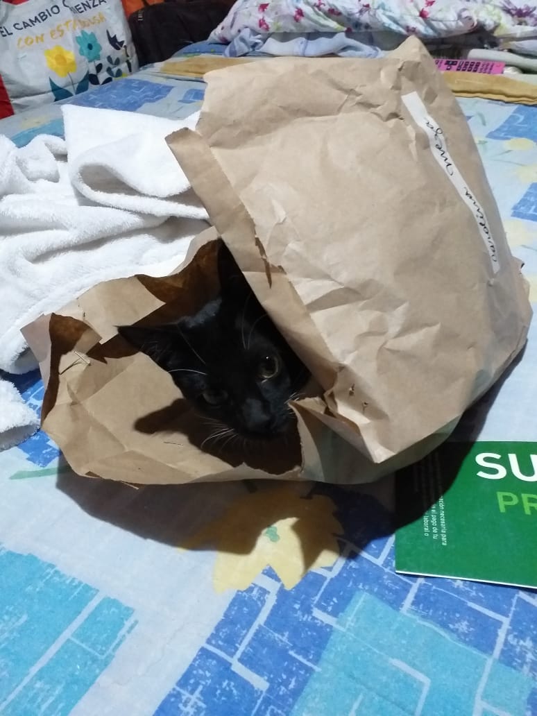 Natty19821's tweet photo. @CuchisLas Q les parece la encomienda q llegó 
Saludos les manda la Dominga desde Calera de Tango 😂☺😊🐈 https://t.co/a86dnYiHdK