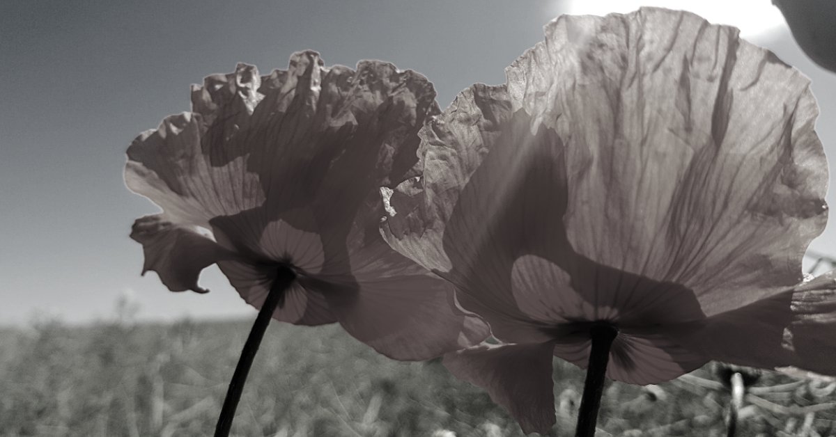 AwardsTranscend's tweet photo. We post this poppy as a mark of respect, gratitude and remembrance of those that have fallen to protect our freedom.

#lestweforget #rememberancesunday #thankful https://t.co/27kOKMUuec