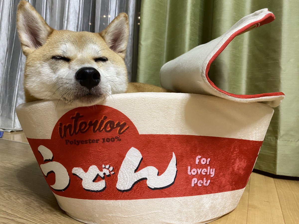 柴犬 鈴琴 どん兵衛のどんぎつねよりも可愛いと思う琴兵衛の琴ぎつね 親バカ全集中 柴犬 鈴琴 どん兵衛のどんぎつねよりも可愛いと思う琴兵衛の琴ぎつね 親バカ全集中