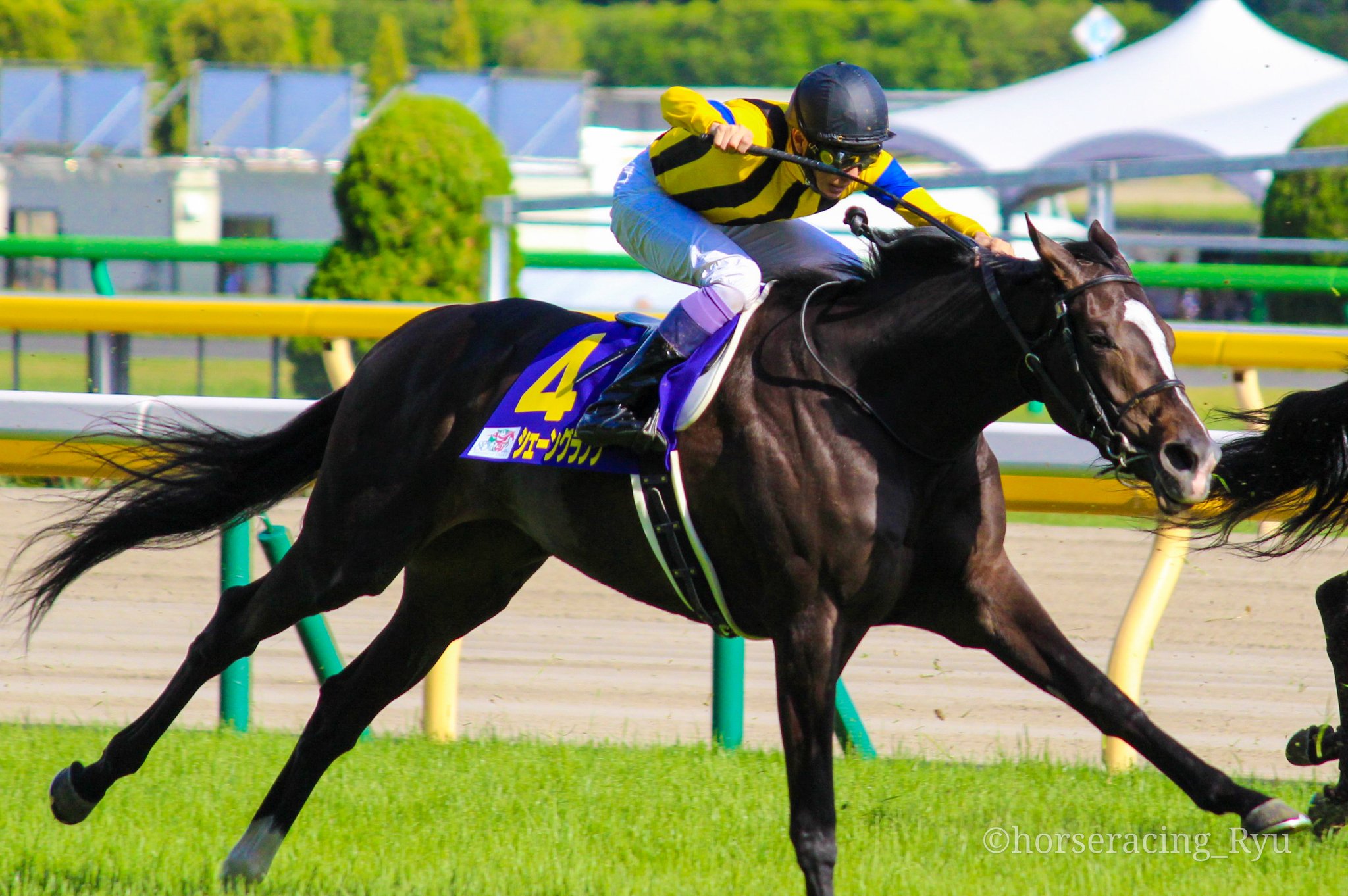 お歳暮ならオンライン 競馬 JRA 勝負服 安藤勝己 社台 中古 吉田和子氏 キストゥヘヴン メンズウェア
