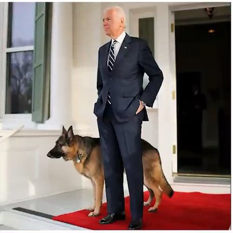 timesofindia's tweet image. Here are the future first dogs of America - #ChampBiden and #MajorBiden toi.in/T0OFAZ/a24gk via @TOIWorld  

#DOTUS