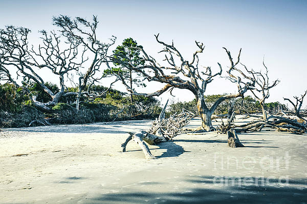 FLai1234's tweet photo. New artwork for sale! - "Driftwood Beach, Jekyll Island, Georgia" - https://t.co/RwVq3vDjme @fineartamerica https://t.co/xs6RiVWgiX