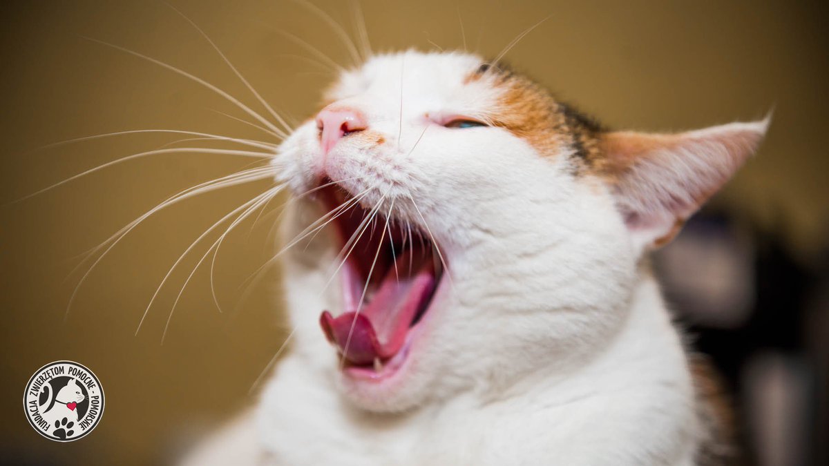 fundacja_zwierz's tweet image. Niedzielne lenistwo🥱😴 w wykonaniu Marchewki🥕😻
Pochwalcie się fotkami📸 Waszych leniuszków🐾🐾

#marchewka #koty #fundacja #wartopomagać #zwierzoluby #CatsOfTwitter