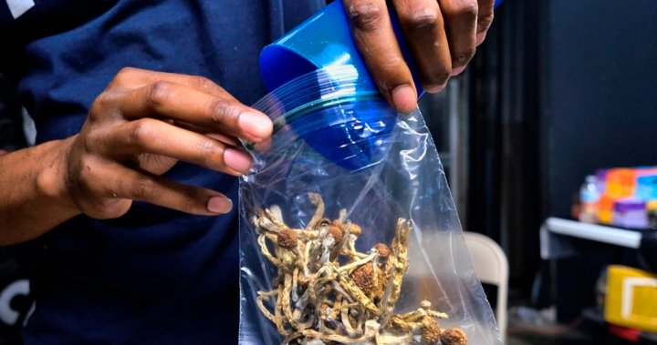 TheGrowHouse_ca's tweet photo. B.C. must look to Oregon on recreational drug decriminalization, legalization of mushrooms: UBC expert https://t.co/0NlIeWul66 #thegrowhouse https://t.co/zoC88DZNea