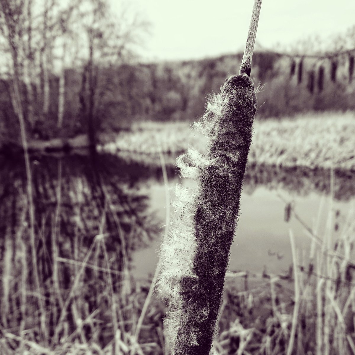 chrome.gram tweet media