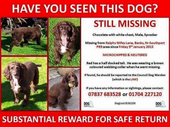 Mollie the Pug tweet media