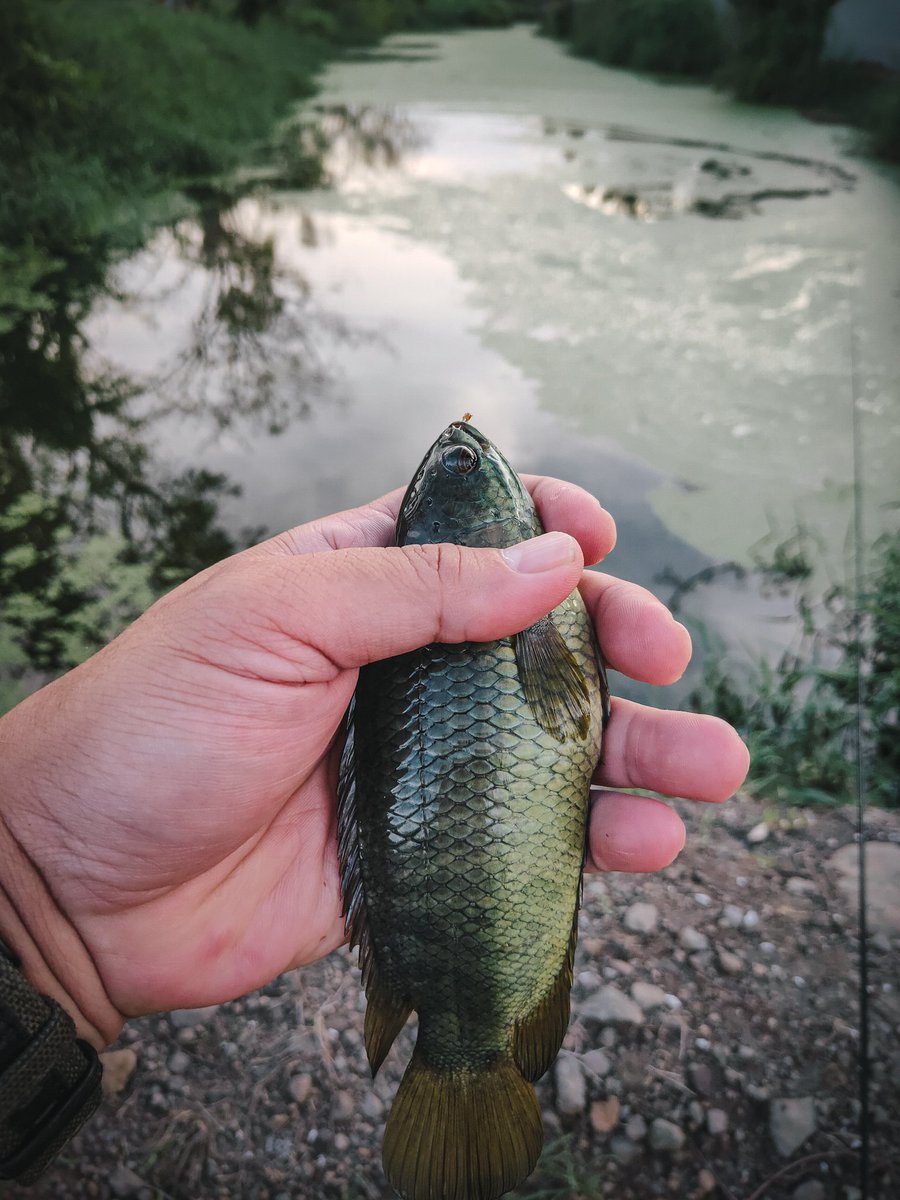 BUKAN TREND

Tapi mancing dari dulu bagi gw tetap menyenangkan. Hari ini nguncal 1 jam saja dapat papuyu size gede kayak gini 5 ekor. Sebelum magrib dah pulang

Bahagia Sederhana versi gw