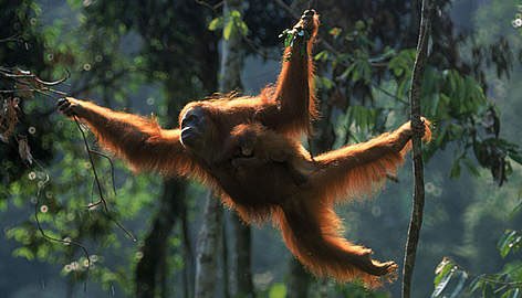 Allegedly around 50% of all orangutangs have fractured bones mostly due to falling out of trees so often.