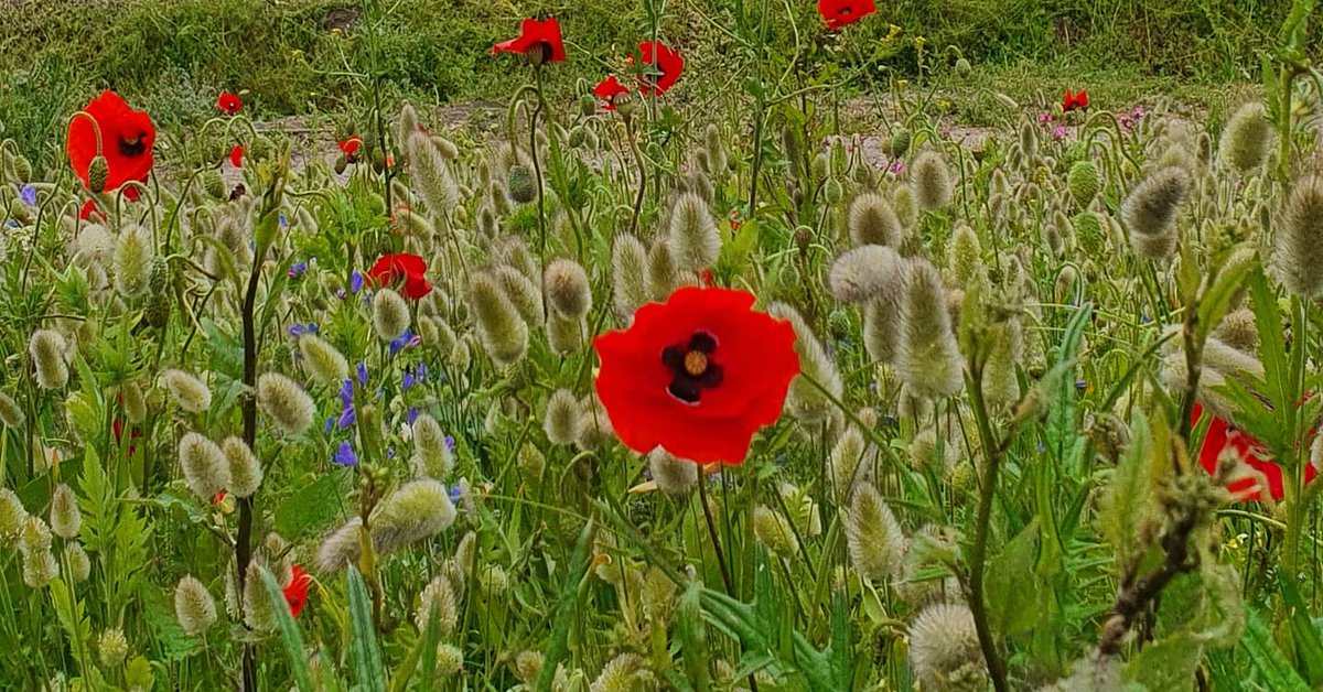 They shall grow not old, as we that are left grow old:

Age shall not weary them, nor the years condemn.

At the going down of the sun and in the morning

We will remember them. 🥀

#LestWeForget #WeWillRememberThem #RemembranceSunday