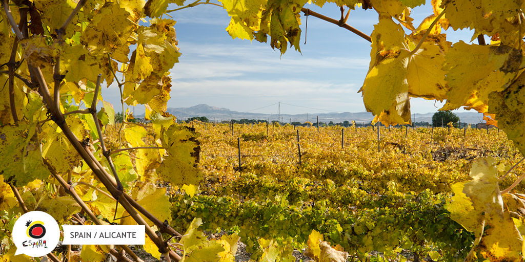 Spain_in_CH's tweet photo. Wir lieben die #Weinroute von #Alicante! Eine fantastische Art und Weise, die wunderschöne Landschaft im Landesinneren zu erkunden, durch Weinberge, Weingüter und so charmante Dörfer wie #Elche, #Benissa oder #Vilena. 🍷

https://t.co/5QtrIqzouI 👈

#BackToSpain #SpainWineRoutes https://t.co/O86NJGqil0