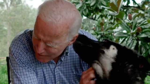 thehill's tweet photo. Biden's German shepherd Major set to be the first rescue dog in White House https://t.co/QDozUz9m69 https://t.co/drwexRP0xq