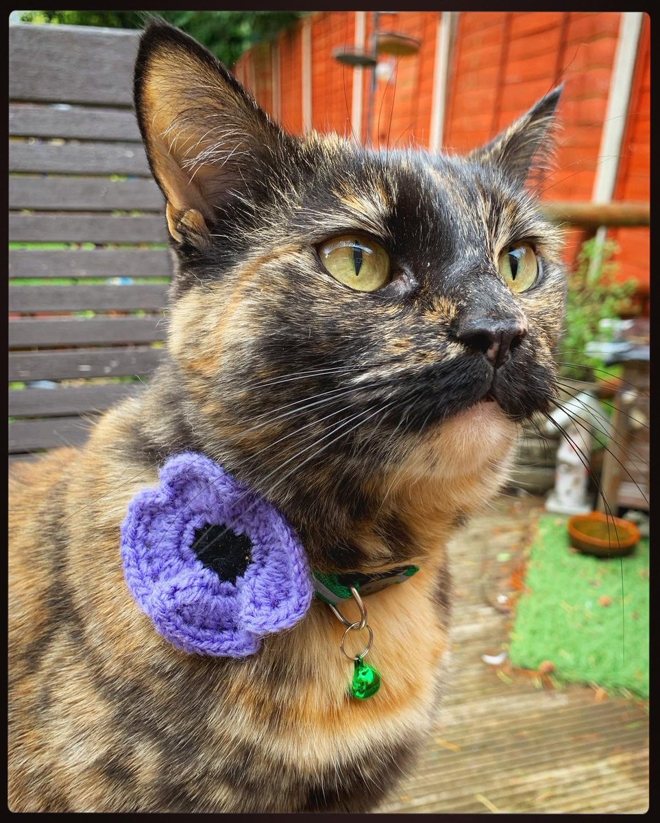 NatCBrooks's tweet image. Our kitties wearing their poppies 🥰🐾💜❤️🐱🌹
#murphysarmy #royalbritishlegion #PoppyAppeal #smartie #gugus #purplepoppy @MA_PurplePoppy @PoppyLegion