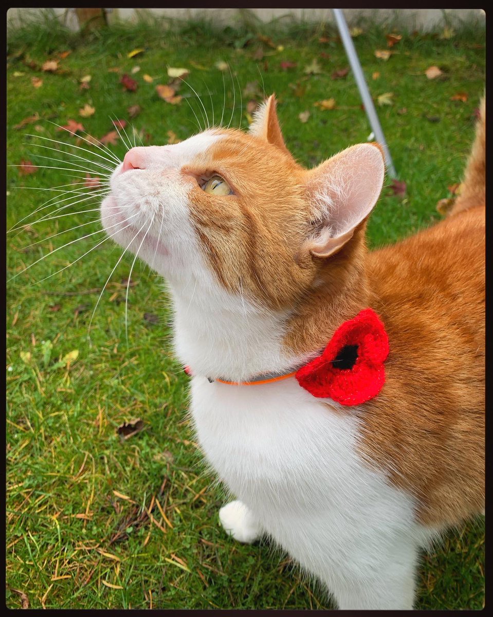 NatCBrooks's tweet image. Our kitties wearing their poppies 🥰🐾💜❤️🐱🌹
#murphysarmy #royalbritishlegion #PoppyAppeal #smartie #gugus #purplepoppy @MA_PurplePoppy @PoppyLegion
