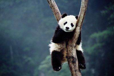 Due to not having any natural predators to worry about, wild pandas can literally take a snooze anywhere. Sleepy? I take a nap right here. I’m jealous.