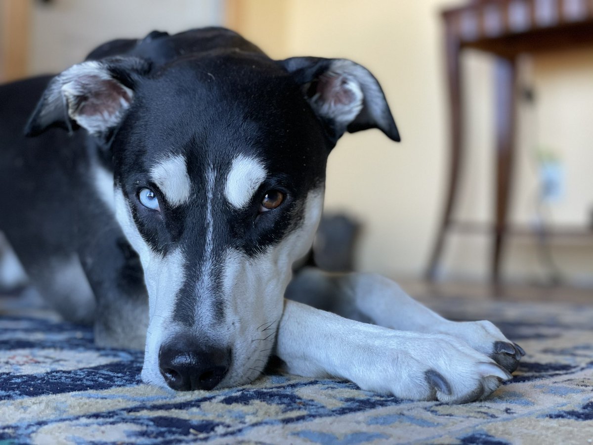 JustinTheSnow's tweet image. 