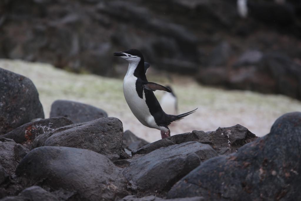 Attash11's tweet photo. A visual journey through #Antarctica and a reminder of the urgent need to protect our beautiful planet and those who live in it.
Photo courtesy of @AliBinTowar. #DohaLearning https://t.co/NdYmdkpTfB https://t.co/VwDjDKpsPW