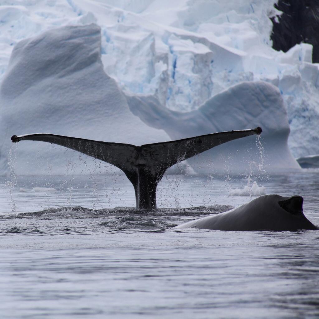 Attash11's tweet photo. A visual journey through #Antarctica and a reminder of the urgent need to protect our beautiful planet and those who live in it.
Photo courtesy of @AliBinTowar. #DohaLearning https://t.co/NdYmdkpTfB https://t.co/VwDjDKpsPW