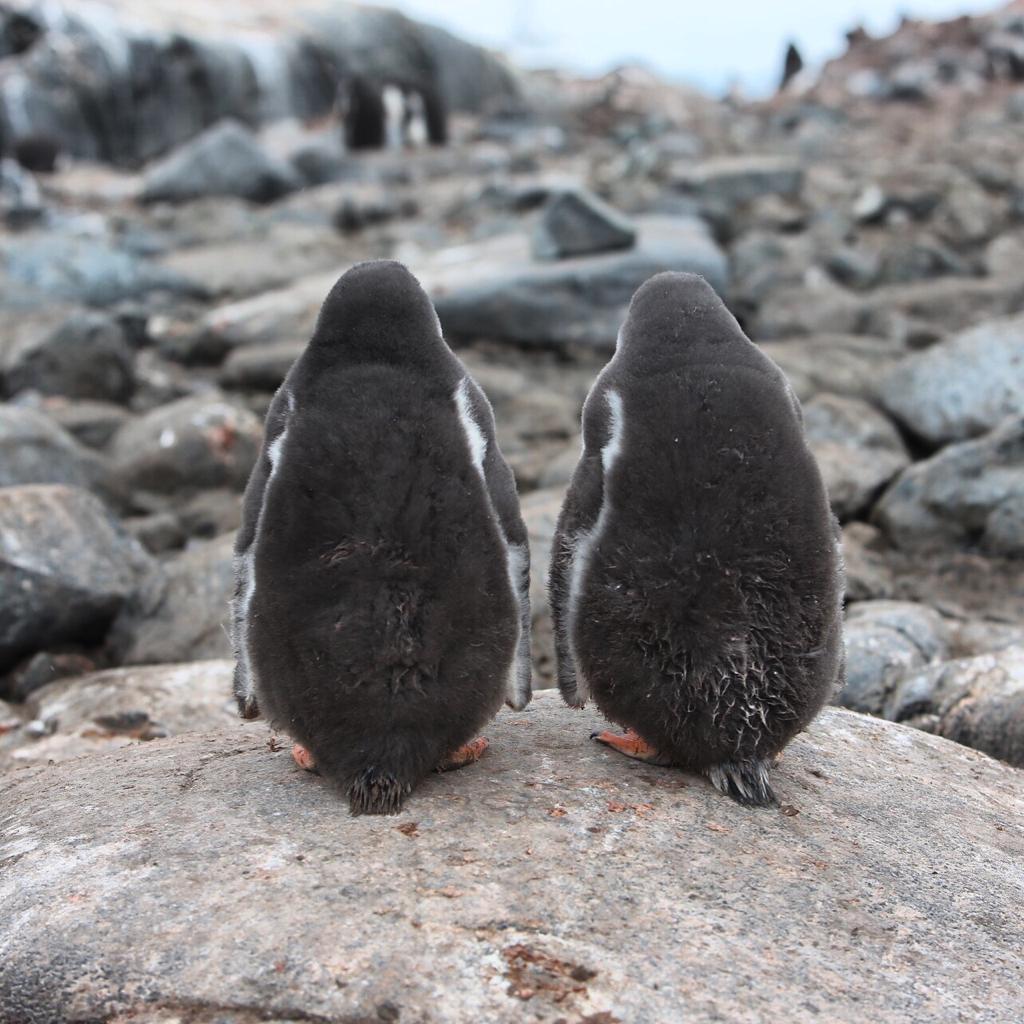 Attash11's tweet photo. A visual journey through #Antarctica and a reminder of the urgent need to protect our beautiful planet and those who live in it.
Photo courtesy of @AliBinTowar. #DohaLearning https://t.co/NdYmdkpTfB https://t.co/VwDjDKpsPW