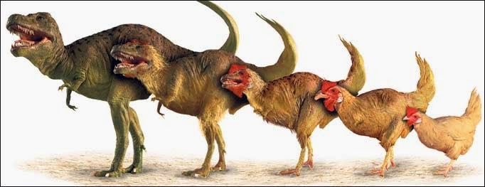 The closest living relative to the mighty T-Rex is...drum roll please...You guessed it! The chicken. What a backwards evolution 