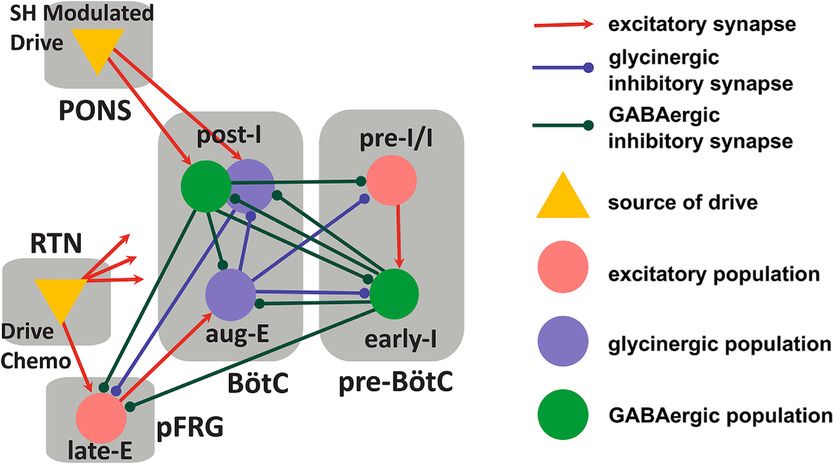 JPhysiol's tweet photo. Do neurons of the #Bötzingercomplex play a role in the neural circuitry controlling active expiration? Does #neuroplasticity in this pathway contribute to sleep breathing disorders? Excellent new research from @dbzoccal, @Unesp_Oficial 👉 https://t.co/ojSZDhj0ST #breathing https://t.co/8hlXjTM7bW