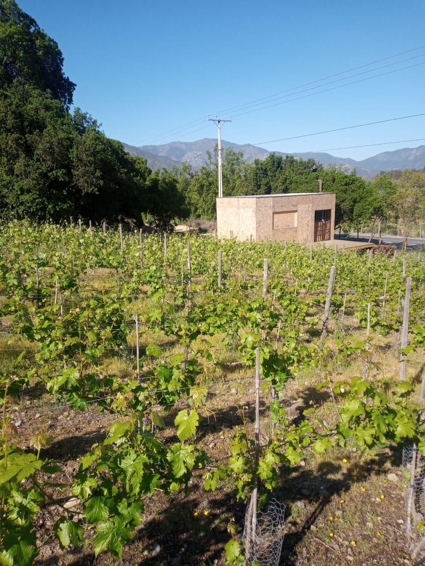 InaWines's tweet image. 🍇 Buenos días amigos, saludos les enviamos desde el Valle de #Apalta con estas hermosas parras de 🍇 que crecen como crece nuestro amor por el vino chileno. 😍🍷🇨🇱

#NuevaProducción
#ValleDeApalta
#WineofChile