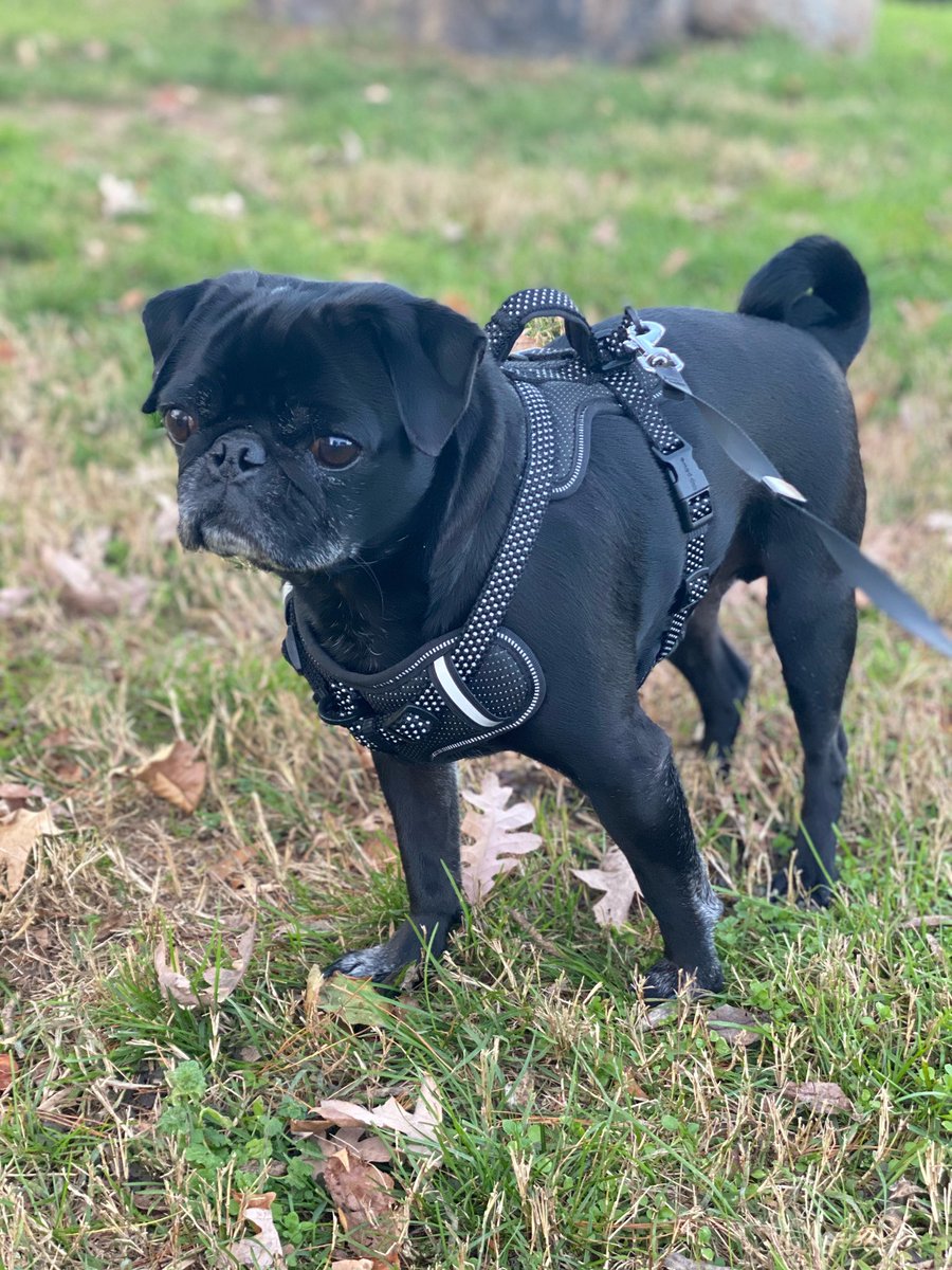 Tu2Pat's tweet photo. The pug on the prowl. #BlackPug #Pug #MansBestFriend https://t.co/a8KvKUilMs