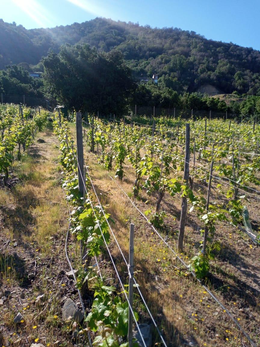 InaWines's tweet image. 🍇 Buenos días amigos, saludos les enviamos desde el Valle de #Apalta con estas hermosas parras de 🍇 que crecen como crece nuestro amor por el vino chileno. 😍🍷🇨🇱

#NuevaProducción
#ValleDeApalta
#WineofChile