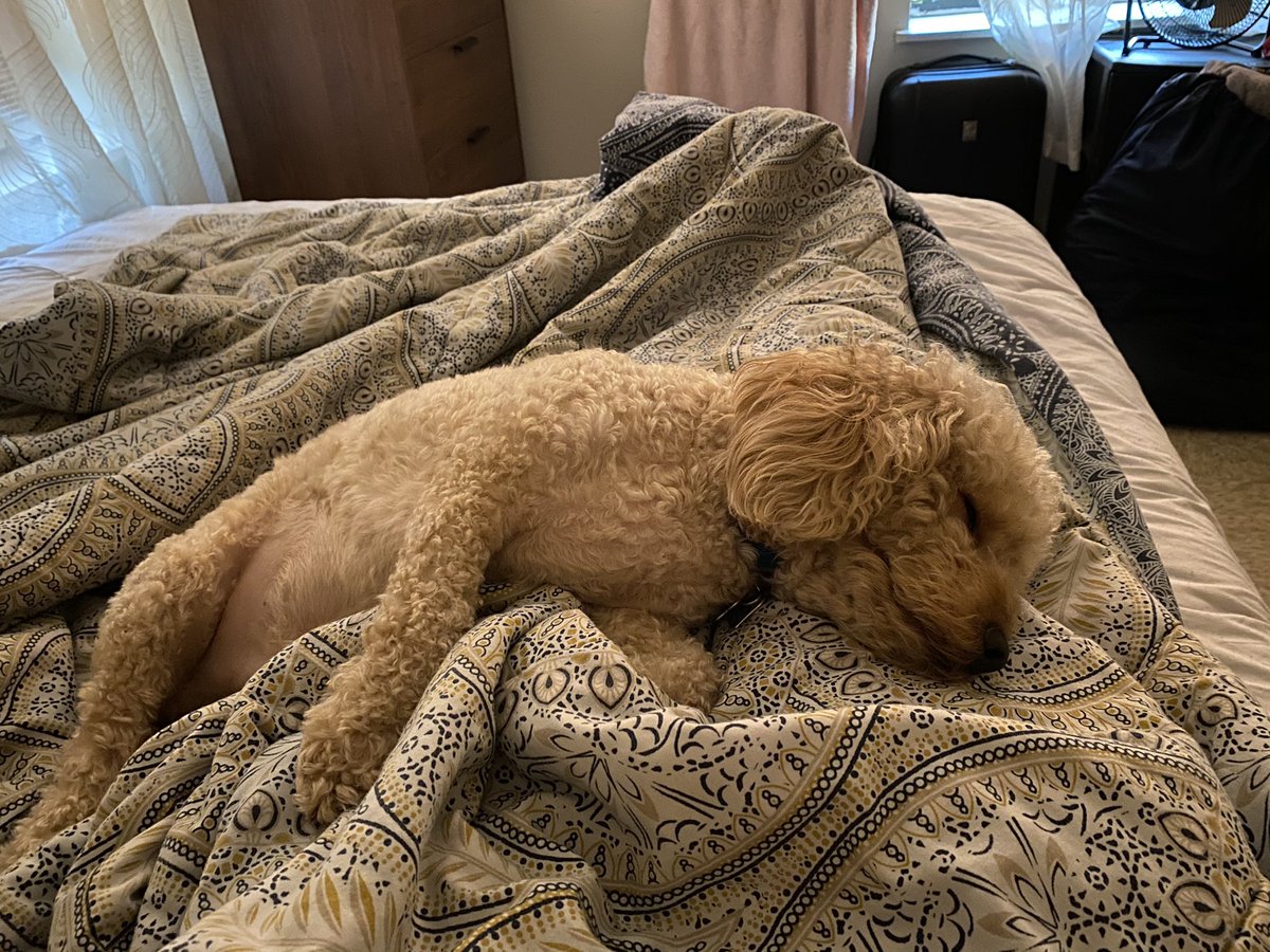 trickles01's tweet photo. Trapped in bed by my fur baby Sebastian. Spoiled fur baby. https://t.co/7mTVeumpb7
