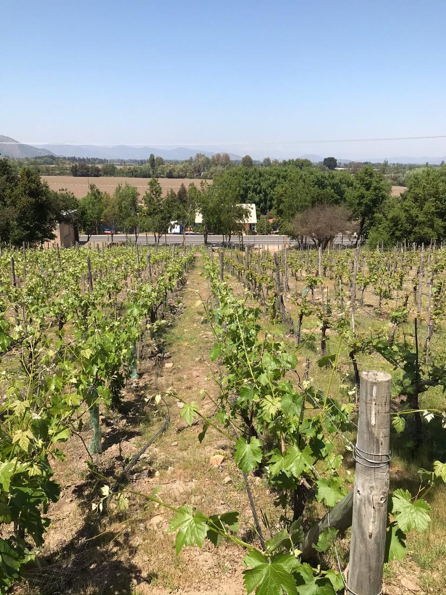 InaWines's tweet image. 🍇 Buenos días amigos, saludos les enviamos desde el Valle de #Apalta con estas hermosas parras de 🍇 que crecen como crece nuestro amor por el vino chileno. 😍🍷🇨🇱

#NuevaProducción
#ValleDeApalta
#WineofChile