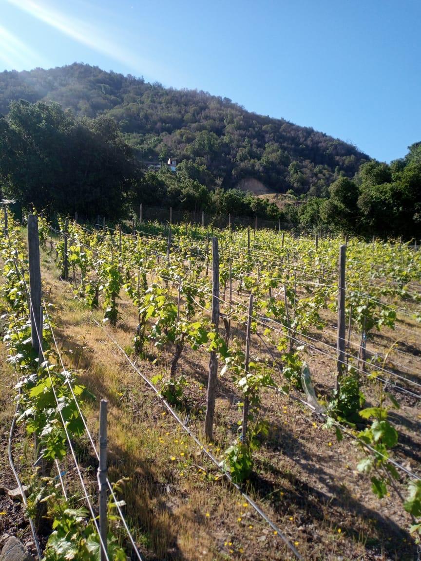 InaWines's tweet image. 🍇 Buenos días amigos, saludos les enviamos desde el Valle de #Apalta con estas hermosas parras de 🍇 que crecen como crece nuestro amor por el vino chileno. 😍🍷🇨🇱

#NuevaProducción
#ValleDeApalta
#WineofChile