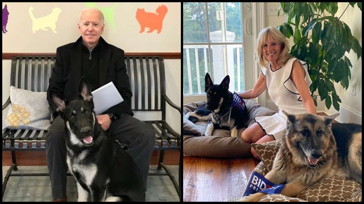 Congrats to President-Elect <a href="/JoeBiden/">Joe Biden</a> &amp; next 1st Lady, <a href="/DrBiden/">Dr. Jill Biden</a> 
And to "Paw-licy" advisors  Champ &amp; Major - when they move into the WH + become America's #FirstDogs 🐾

Major will be the 1st #RescueDog in the WH, adopted via <a href="/delawarehumane/">Humane Animal Partners</a>

#ThePetGuide #DOTUS #ChampAndMajor