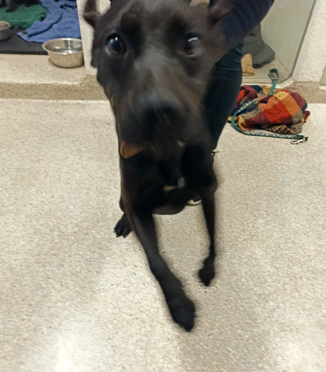 Gardainfo's tweet photo. Gardaí are trying to trace the owners of 3 suspected stolen dogs after Detectives from Carrick-On-Suir seized them on Saturday morning.
  
The 3 dogs were in the boot of a car and are not microchipped.

Owners are asked to contact Clonmel Garda Station on 052-6177640. https://t.co/icvhuJMZ68