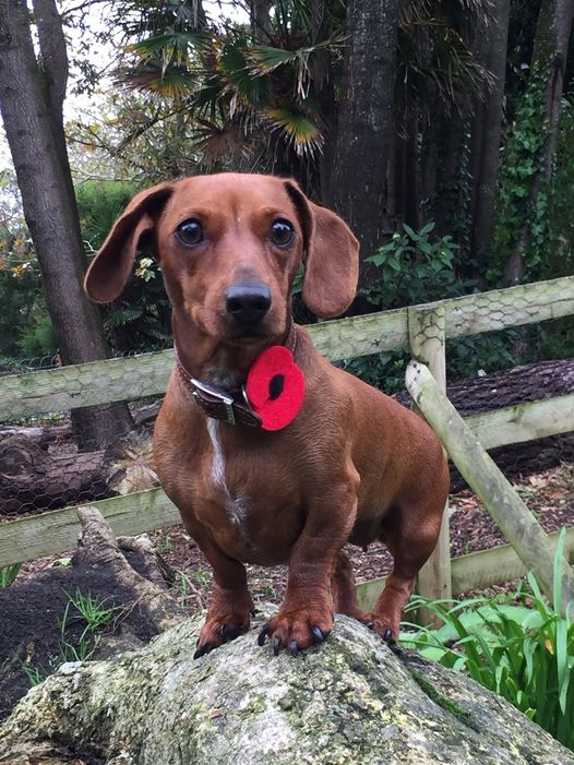 We shall remember them.

#IOSParking #ScillyParking #Daschund