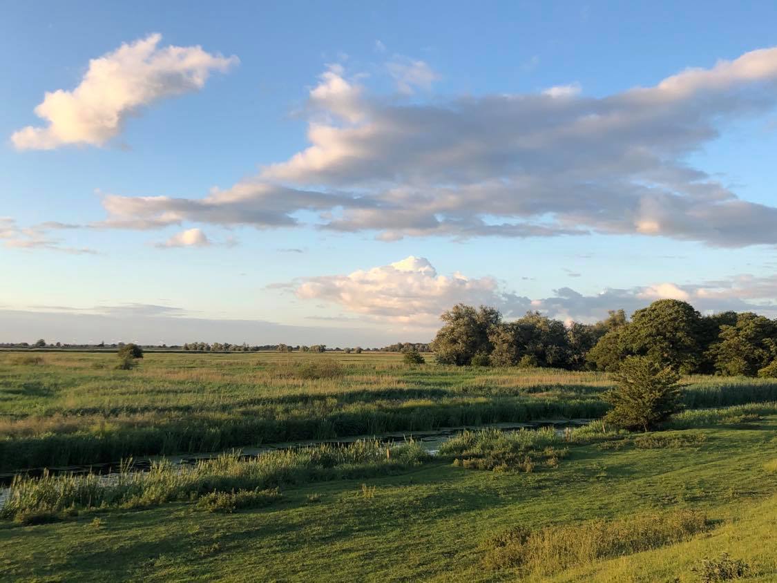 AWildBlog's tweet image. To kick things off, I'm going back a few months when I visited part of the Nene Washes for a spot of birdwatching. Read all about it here 👉 abimustard.wordpress.com/2020/11/08/exp…