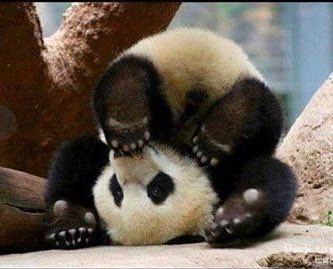 day 91 of nhlers as cute animals: ladies and gentlemen, i give you tyler seguin 