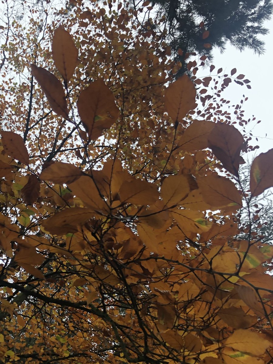 debsjpotter's tweet photo. #sundayjoy #selfcare #autumnleaves #lovemygrandson #nocuddles #watchingisjustwonderful #seethejoy https://t.co/RMKJlbZc5z