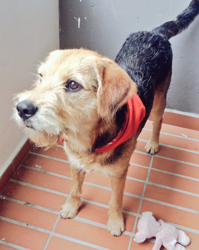 eeeedi_'s tweet photo. Es muy lindo,obediente y jugueton❤  estoy tan 😍!!!! Ayudenme con el nombre, estoy entre Tommy o Felix?¿?¿? https://t.co/YkfFkRaBpg