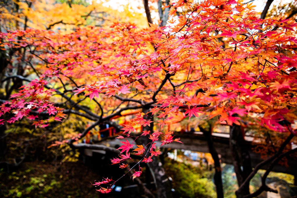 KeitaTakahata's tweet photo. #河鹿橋 #ライトアップ 最終日
#紅葉 見るために日帰りで

#autumnleaves last day of #lightup

#nikon
#nikonphotography
#d750
#ニコン
#伊香保温泉
#hotsprings
#oldlens
#オールドレンズ
#hellios44
#carlzeiss
#flektogon
#カメラ好きな人と繋がりたい
#カメラ初心者
#japan
#naturephotography https://t.co/9CVNH8XQlb