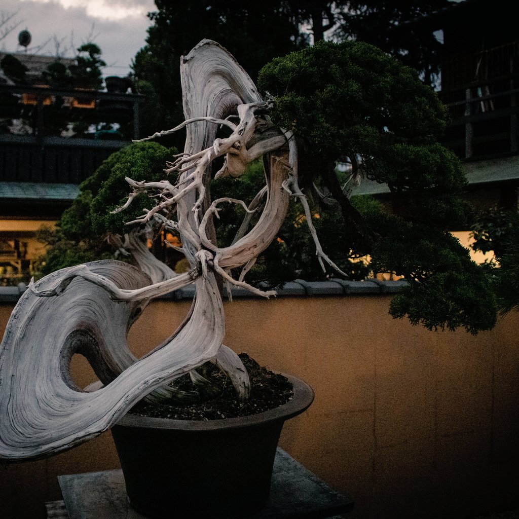 BonsaiSakura_'s tweet photo. Iniciamos en @BonsaiSakura_
#bonsai #bonsaiart #bonsailovers #bonsaiworld #bonsaigarden #bonsaiwork #bonsaigram #盆景 #bonsaitrees #terrassa #bonsaipassion #nature #tree #spain #ficus #bonsaitree #garden #bonsailove #bonsailife #green #bonsais #flowers #plants https://t.co/14iXHYquJm
