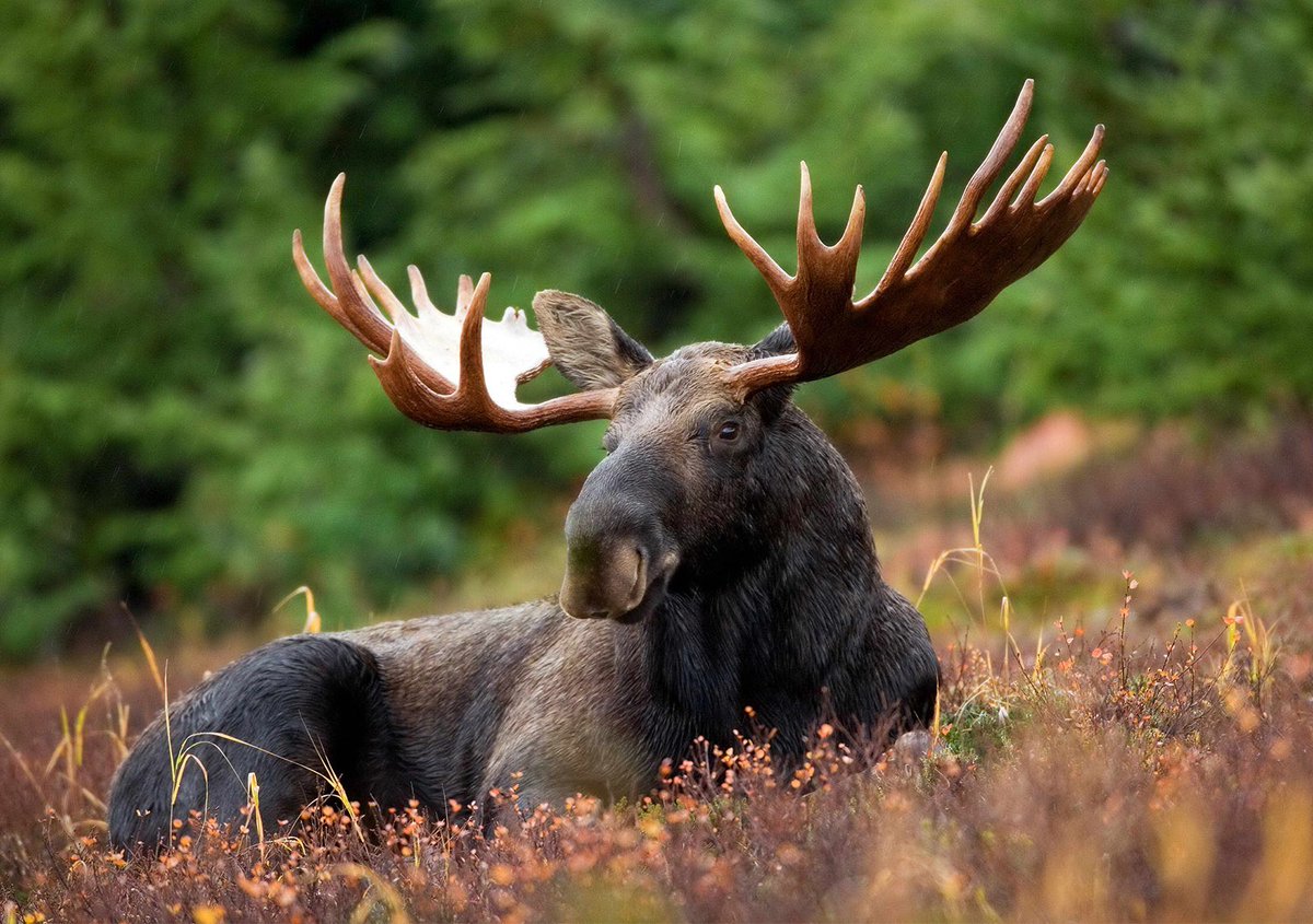 In Alaska, it is illegal to whisper in someone’s ear if they are moose hunting. There’s quite a few strange laws when it comes to moose: can’t look for a moose from a plane on the hunting day, can’t give them alcohol, can’t push them out a plane (???).