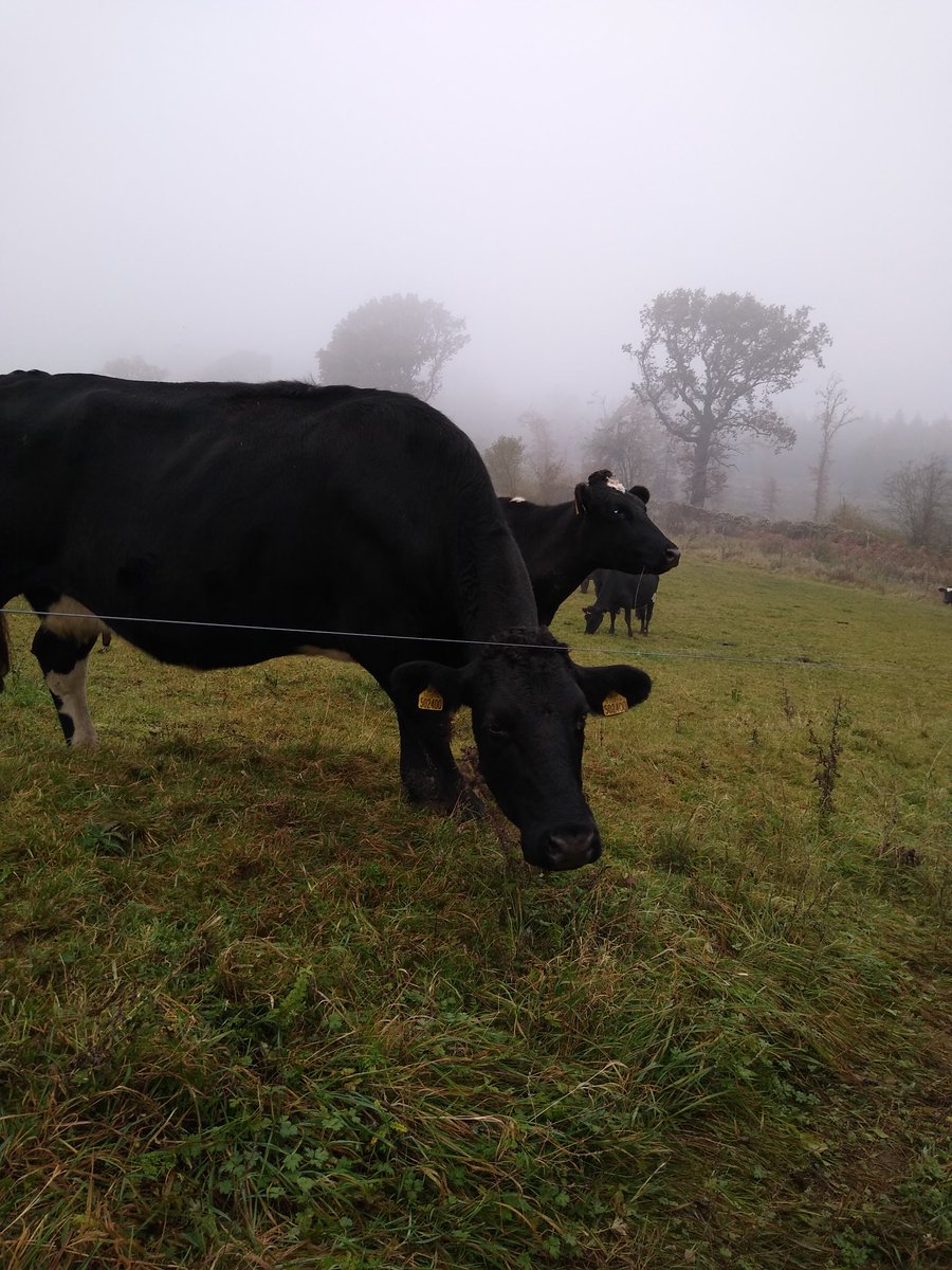 Just cows, making milk #regenerativedairy #soilhealth